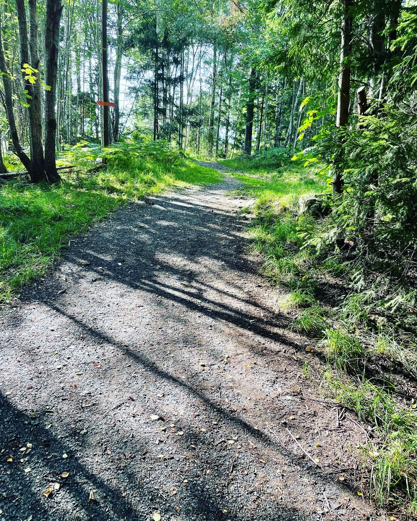 Grusstig som slingrar sig genom grönskande skog under dagsljus